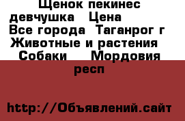 Щенок пекинес девчушка › Цена ­ 2 500 - Все города, Таганрог г. Животные и растения » Собаки   . Мордовия респ.